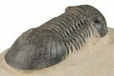 Detailed Paralejurus Trilobite - Atchana, Morocco #204244-4
